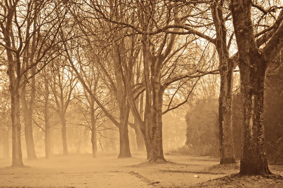 Forest Trees Bare