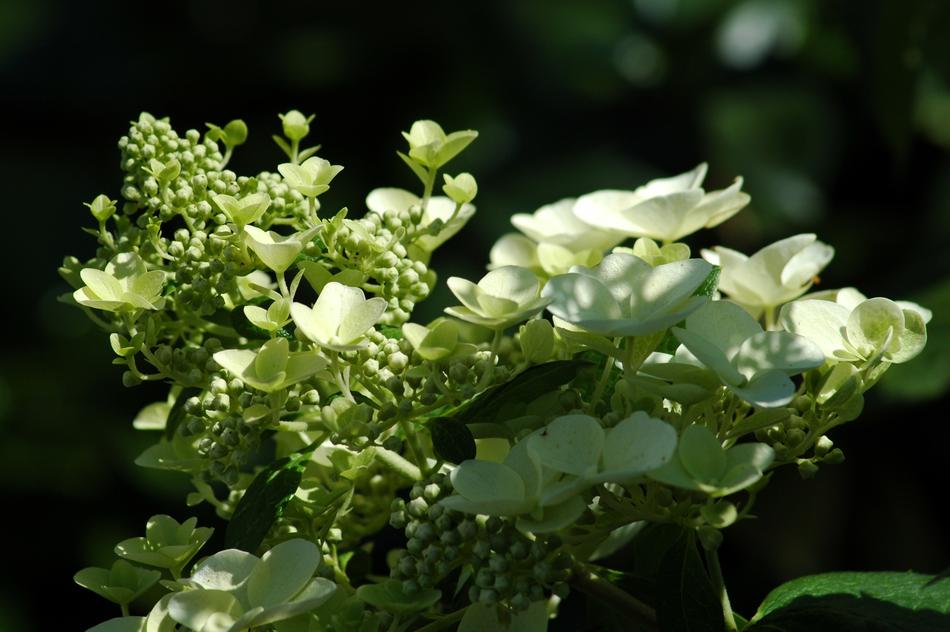 Nature Flora Flower
