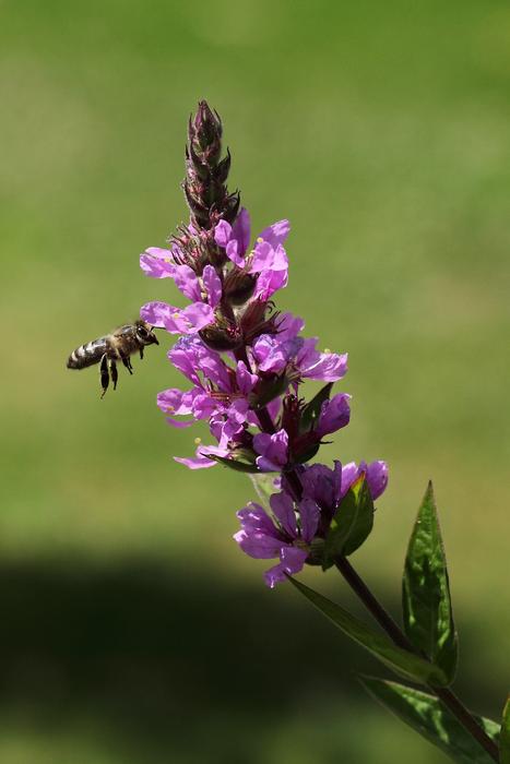 Bee Pink Flower Plant
