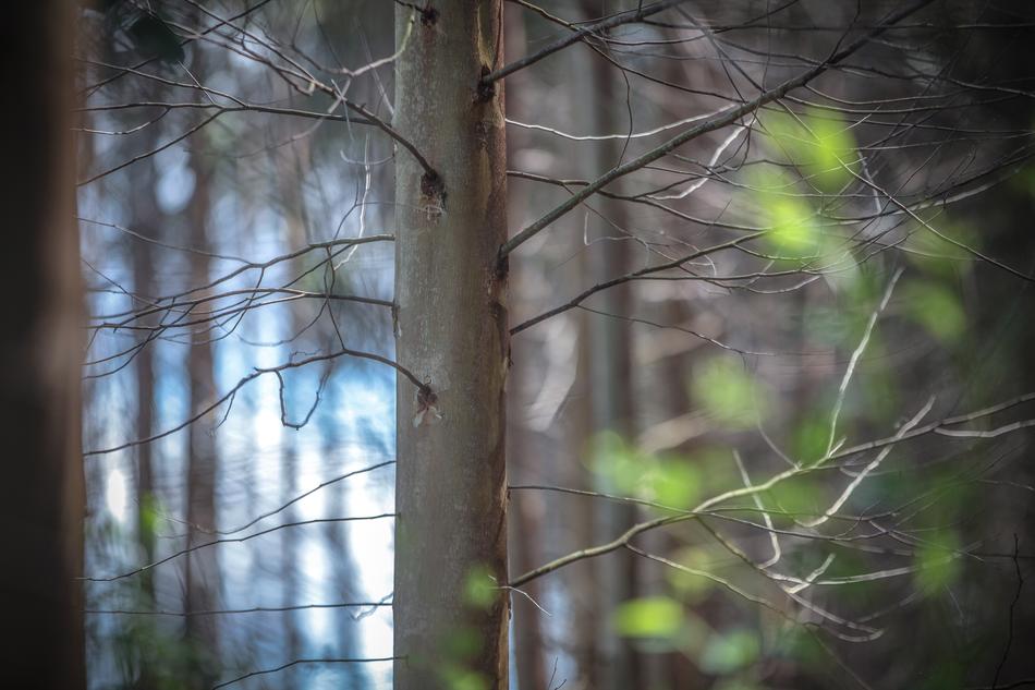Forest Tree Nature