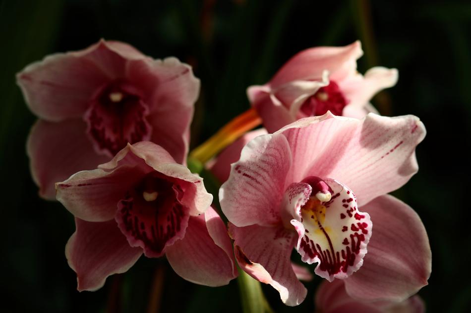Flower Plant Nature