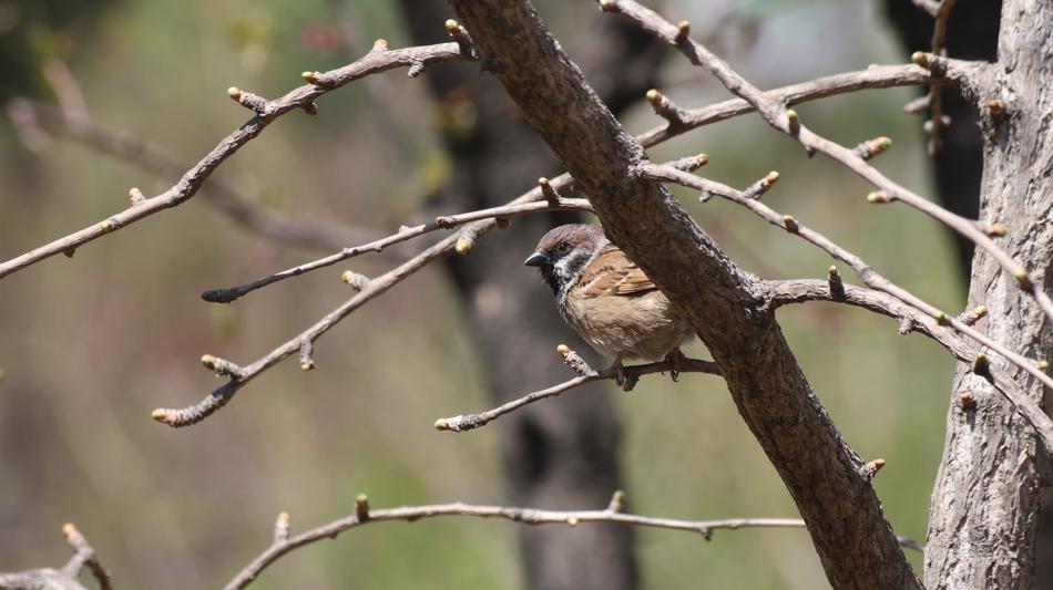 Wildlife New Nature
