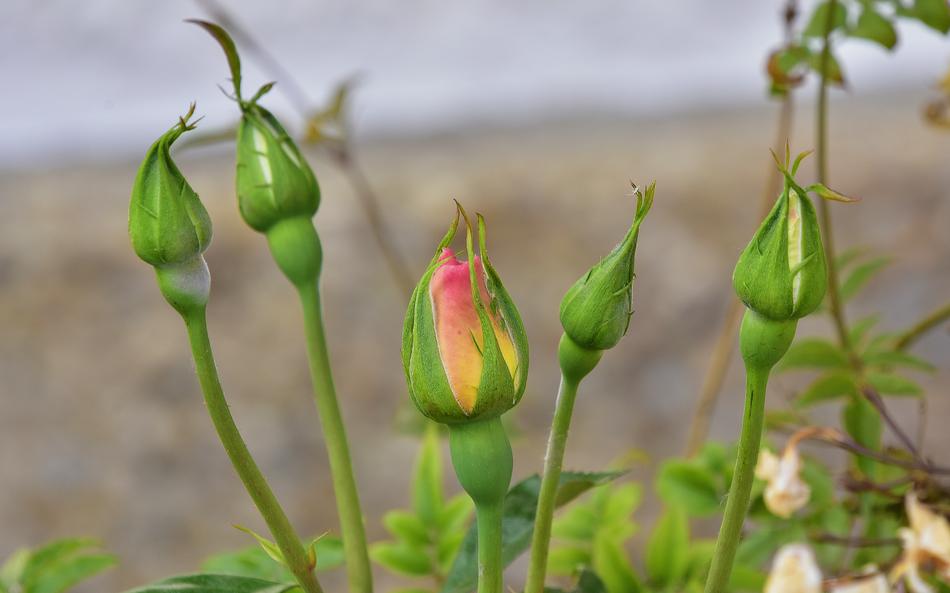 Nature Leaf Plant