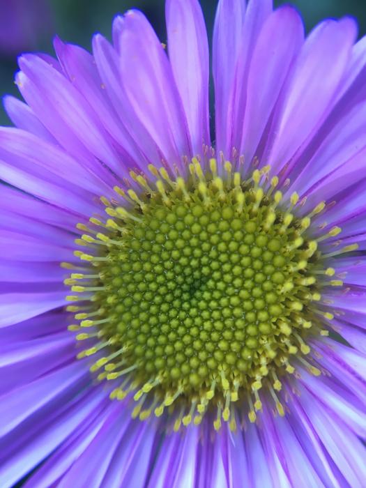Nature Flower Summer