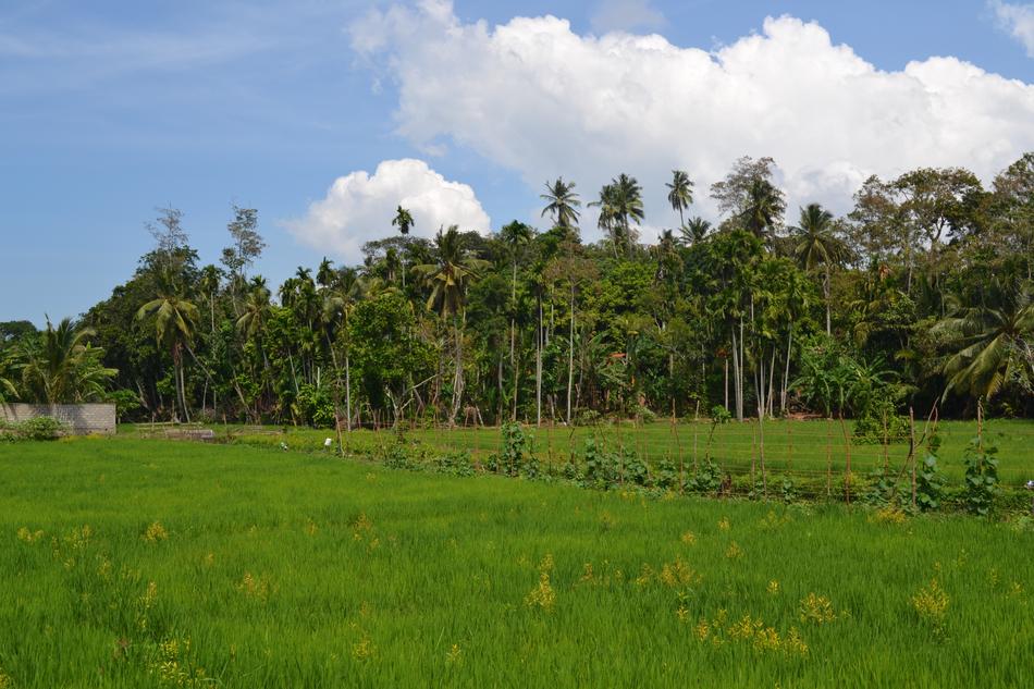 Nature Tree Grass
