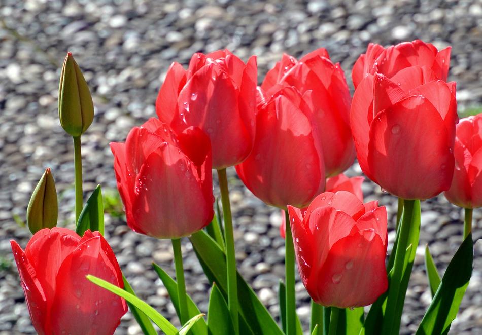 Tulip Flower Nature