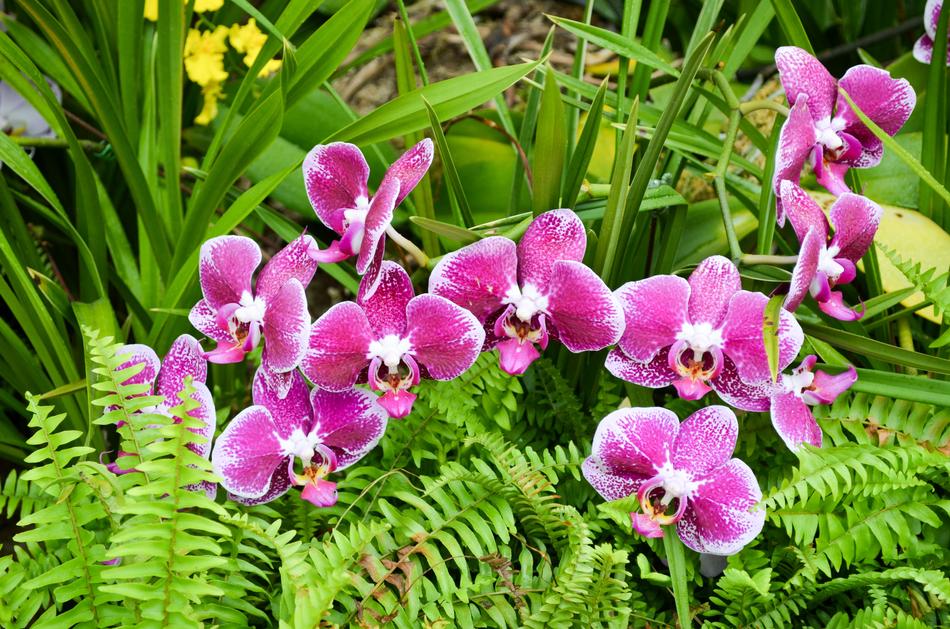 Flower Nature Plant