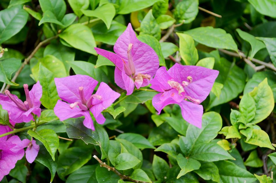Flower Plant Nature