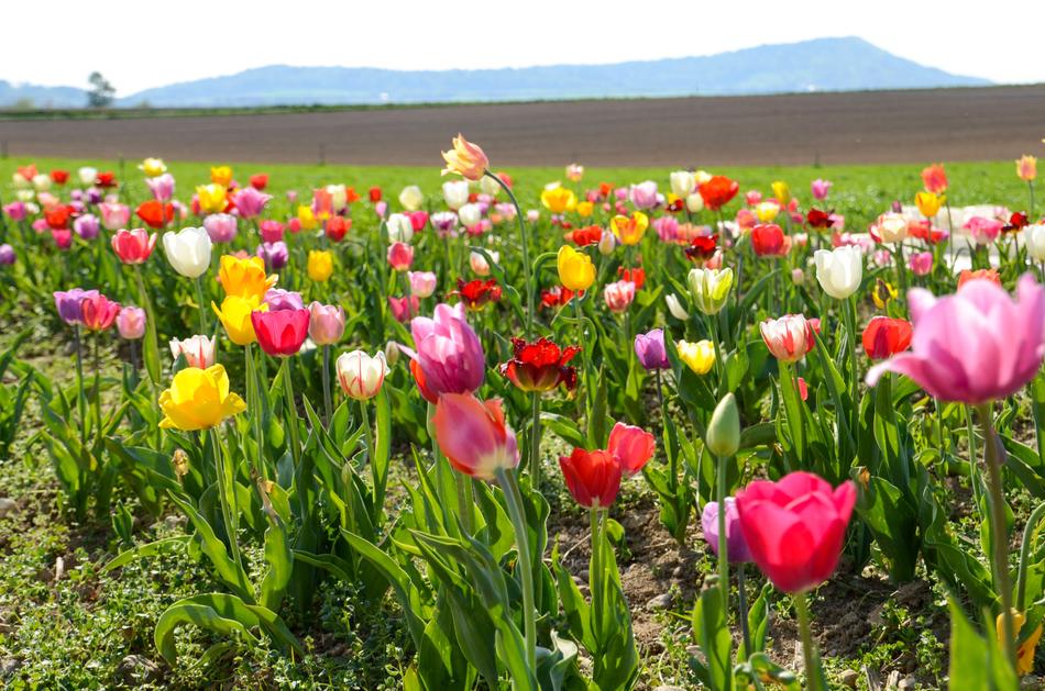 Tulips Tulip Field Tulpenbluete