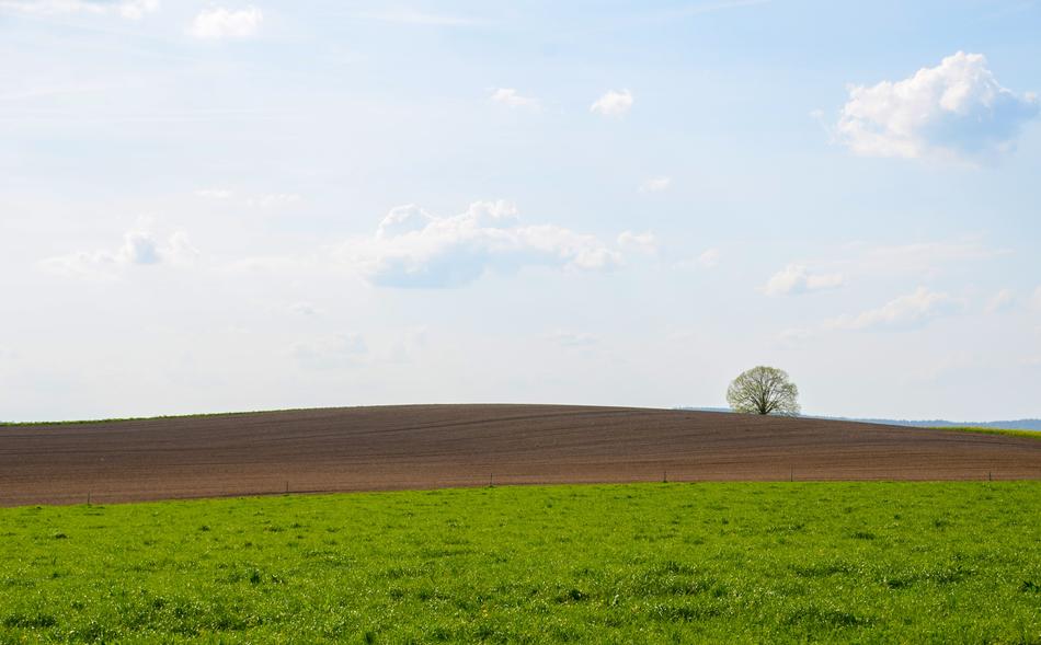 green field with trees view