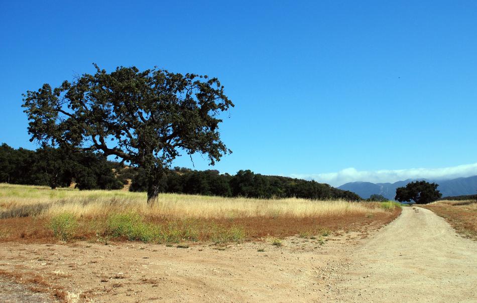 Nature Landscape Tree