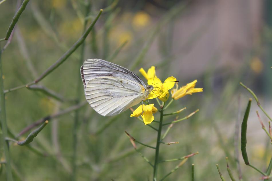 Nature Butterfly Insects Noel