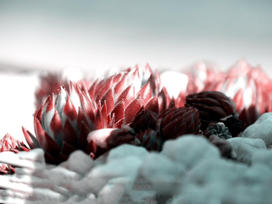 Nature Flower Close Up