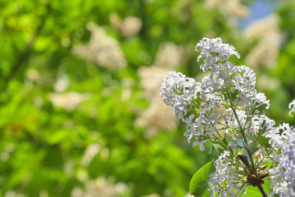 Plant Nature Flower