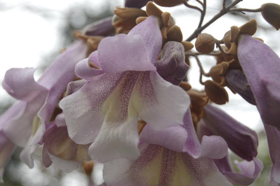 Flower Nature Garden