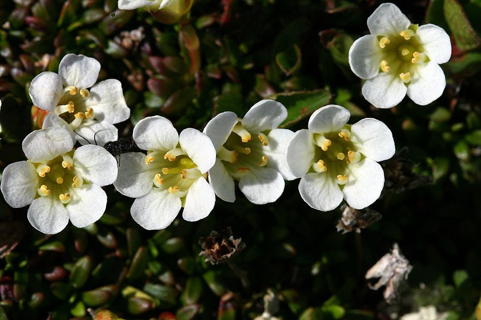 The Nature Of Flower Close