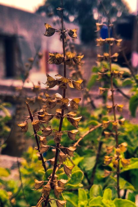 Nature Leaf Flora
