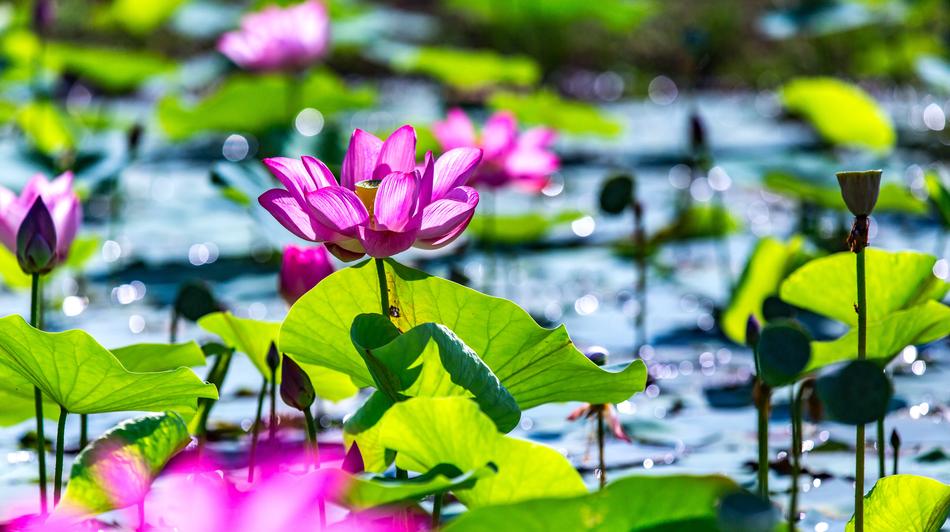 Nature Flora Flower