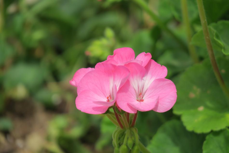 Flower Plant Nature