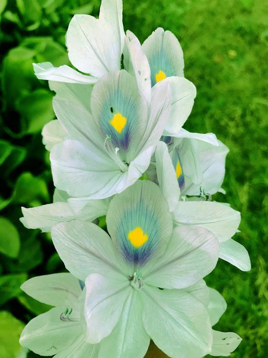 Flower Flora Nature