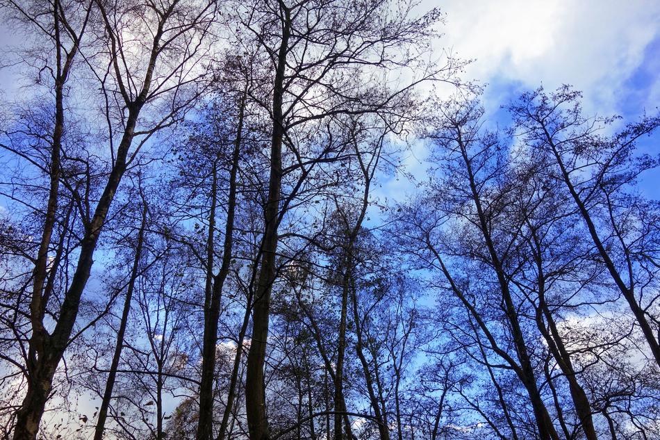 Trees Tree Tops Rising High Bare