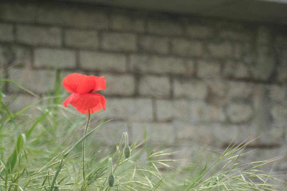 Nature Outdoor Plant