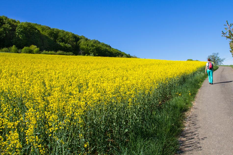 Oilseed Rape Field Of Rapeseeds
