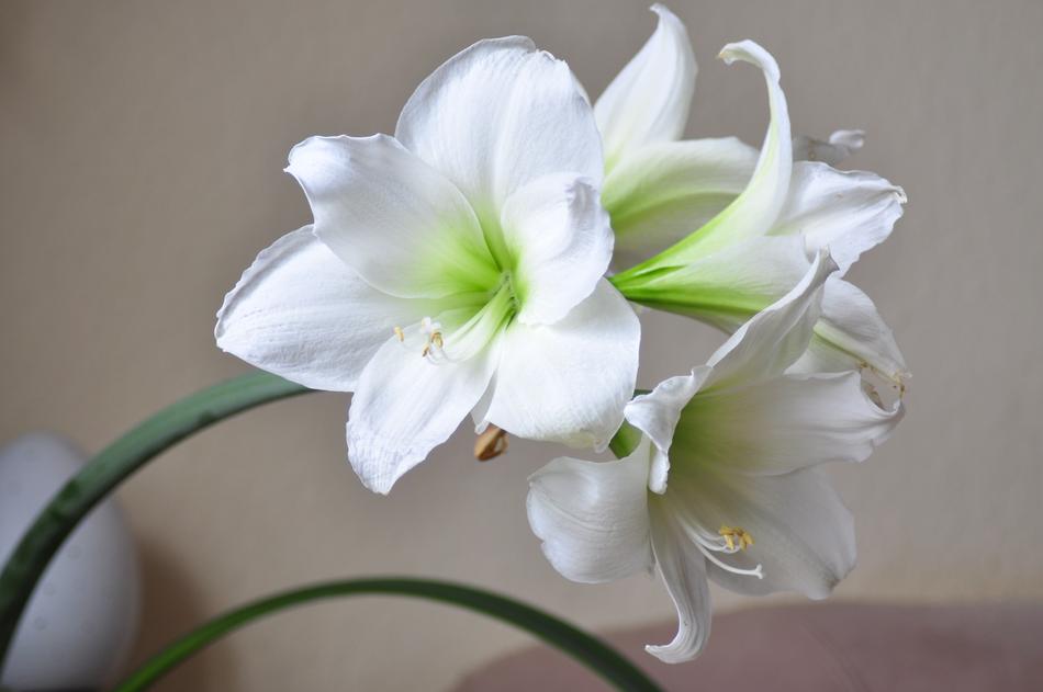 Flower Nature Plant