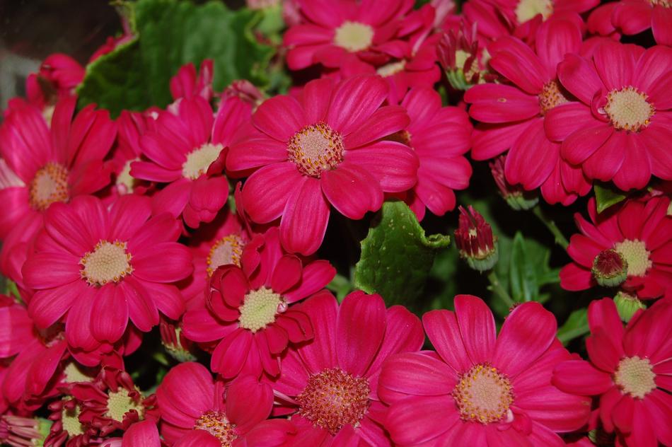 Flower Nature Petal