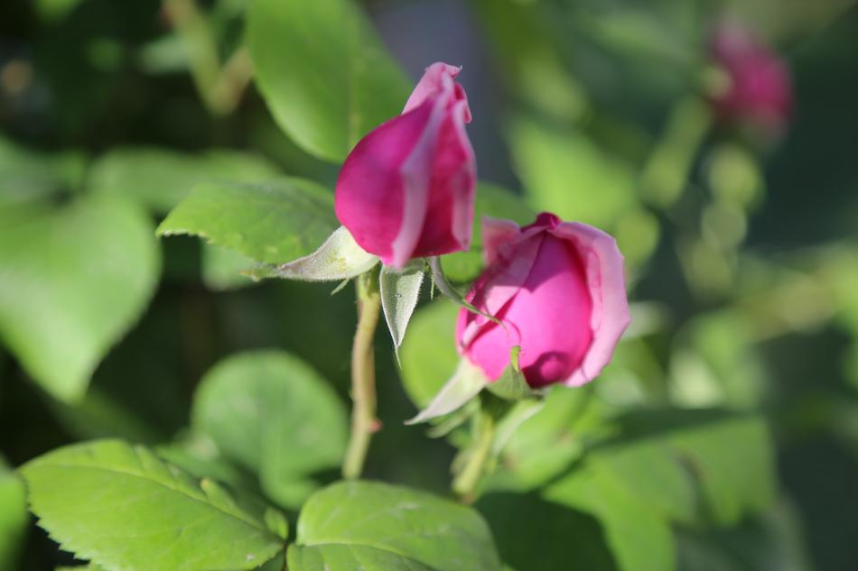 Bud Rose Nature