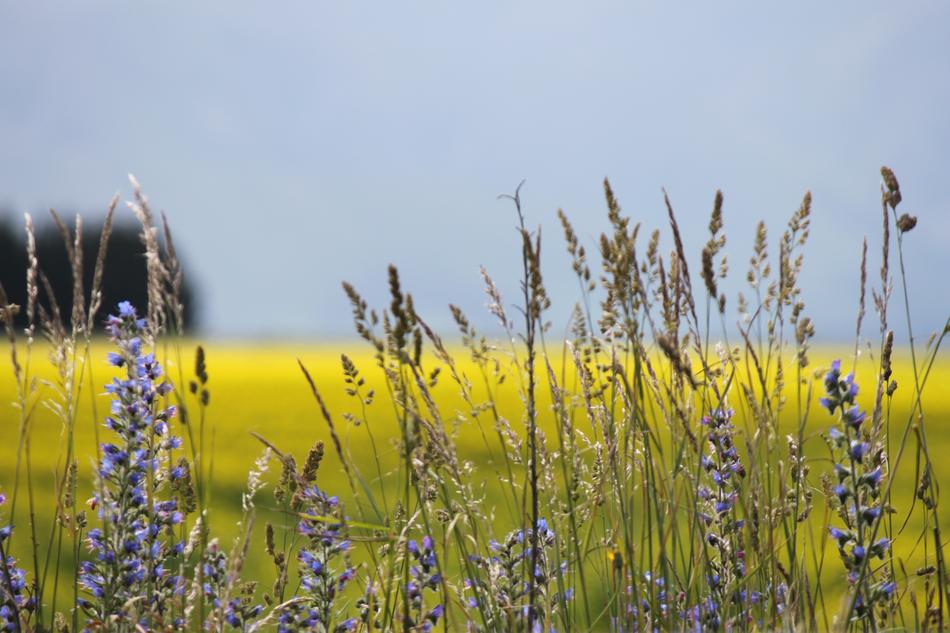 Nature Field Outdoors