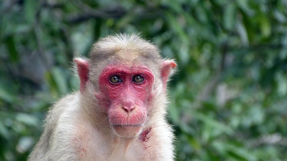 Monkey Nature Animal