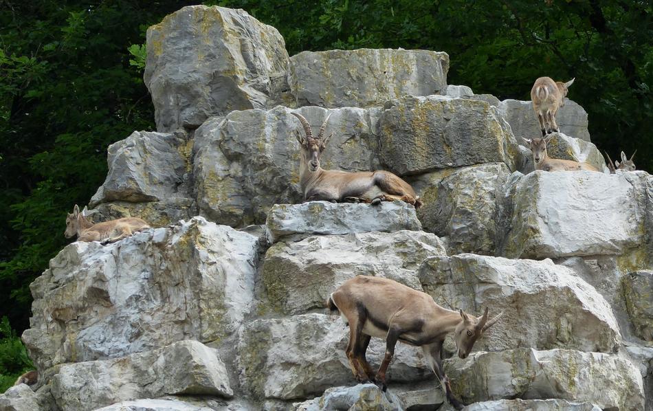 Deer Park Nature Ibex