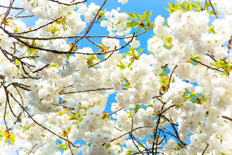 Cherry Flower Sky