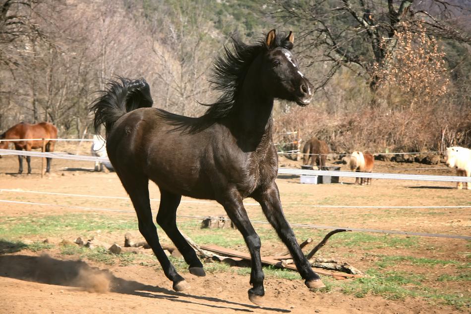 Horse Foal Ponies