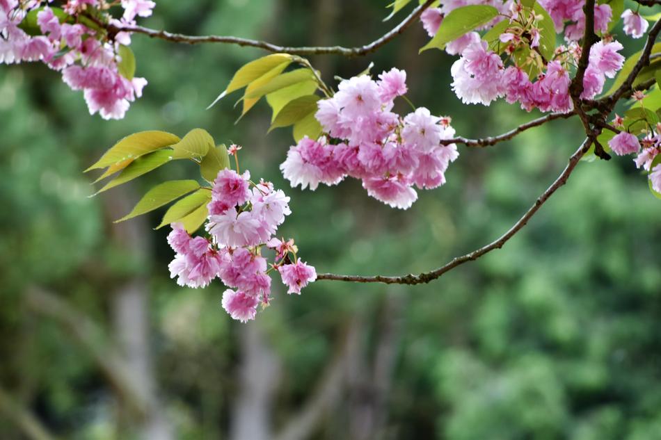 Flower Tree Nature