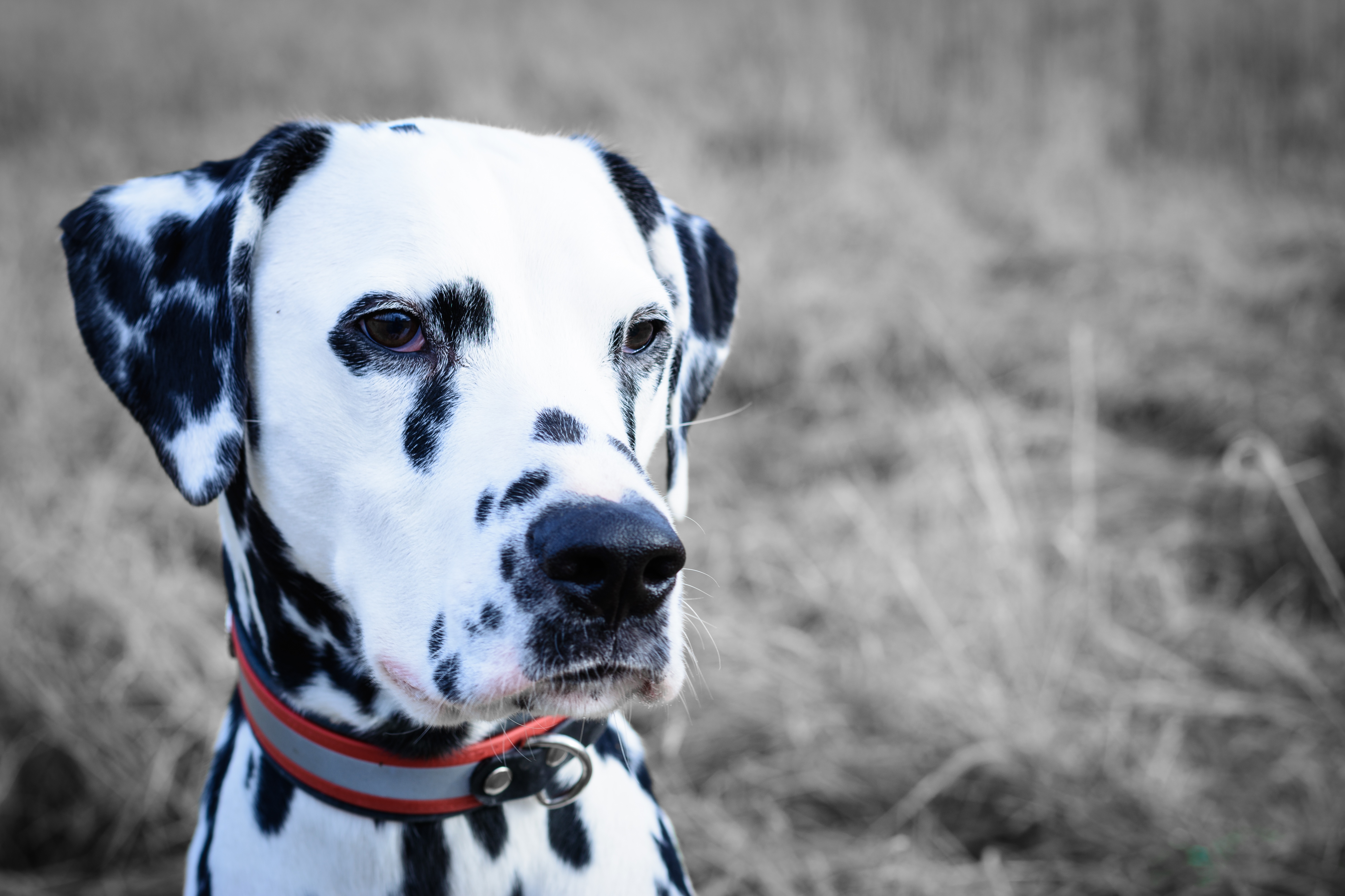 Порода собаки белая с черными пятнами. Далматин. Далматинец дог. Далматин портрет. Юрай далматинец.