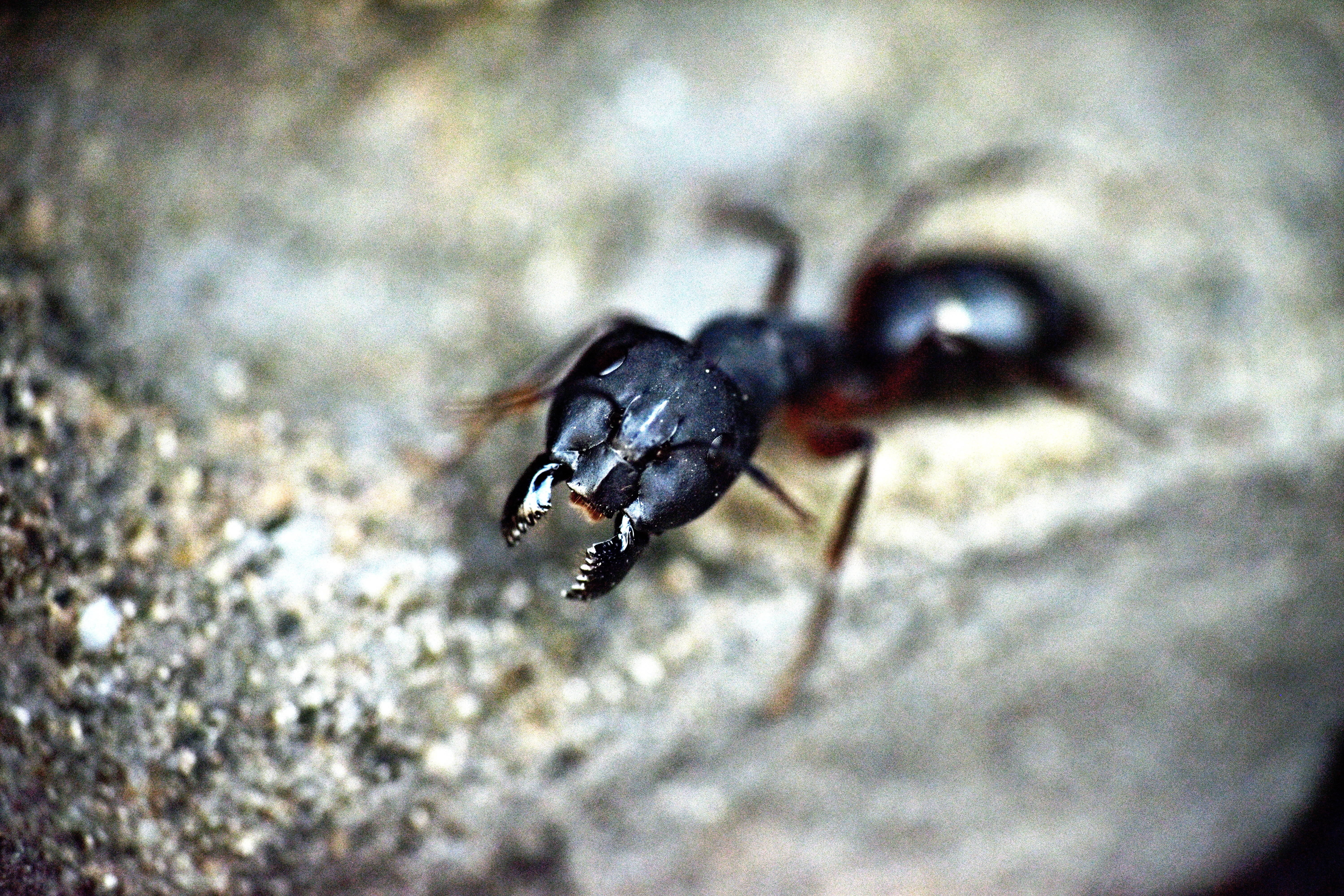 Мандибулы муравья