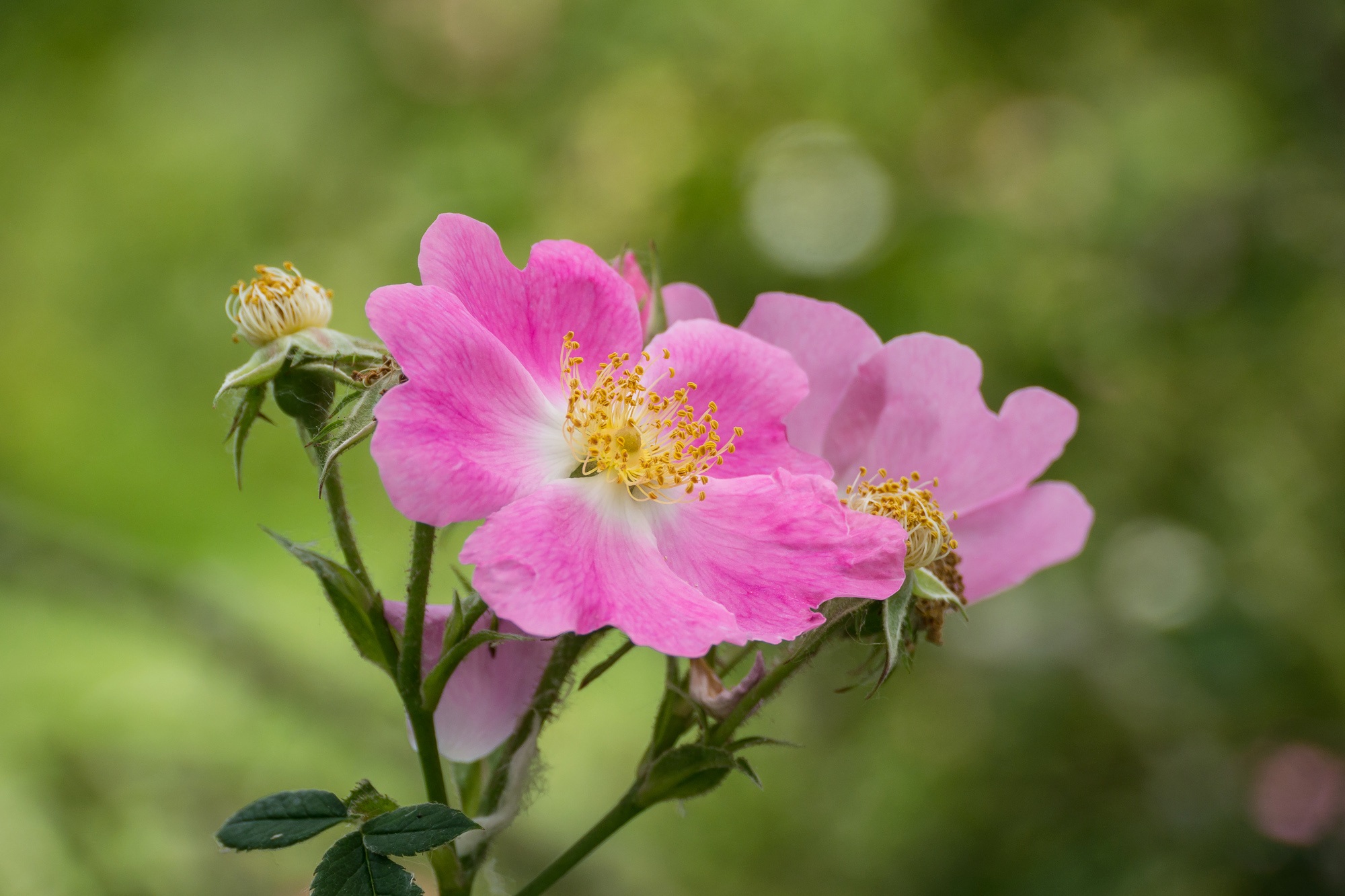 Flower Rose Wild free image download