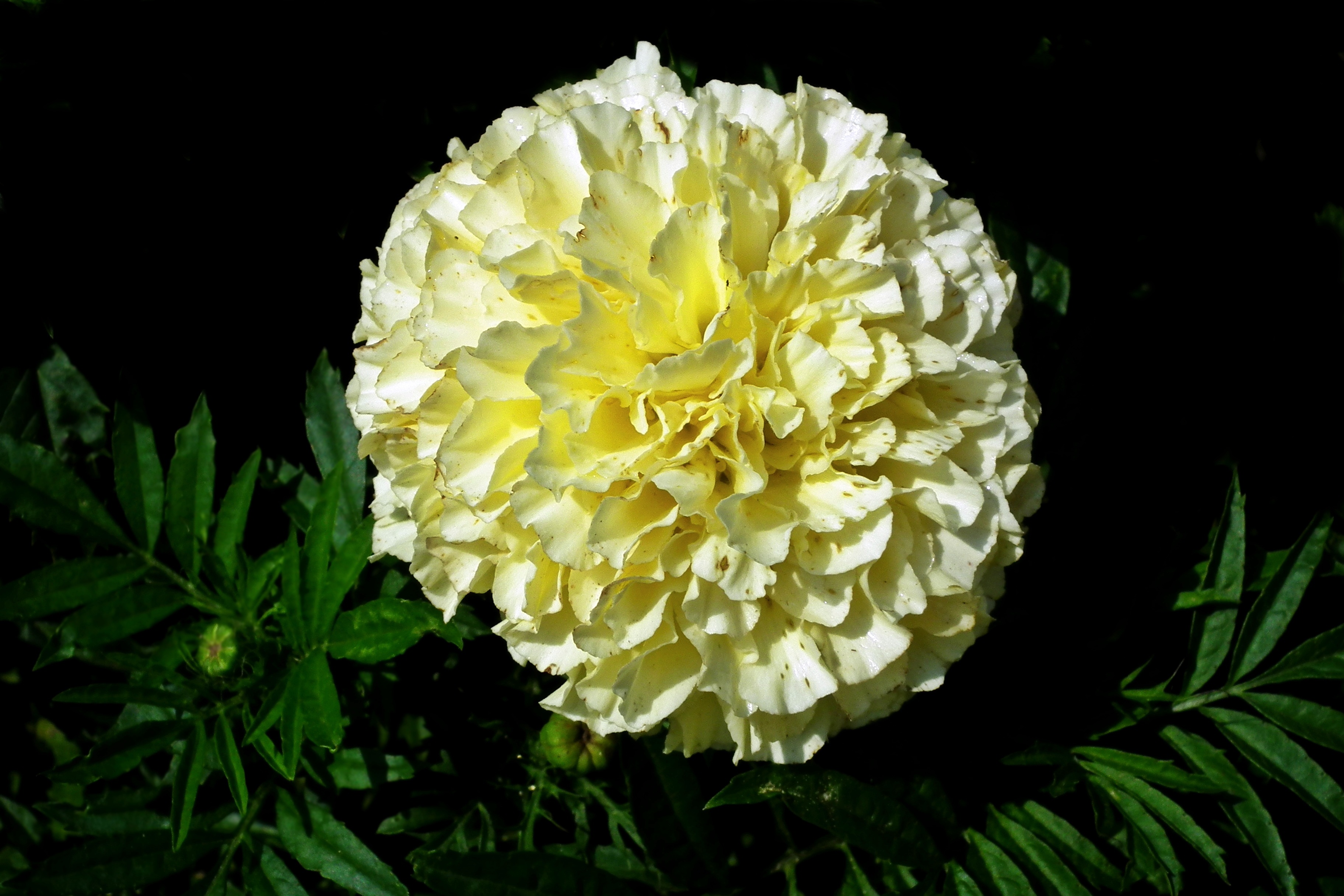 Flower Marigold White free image download