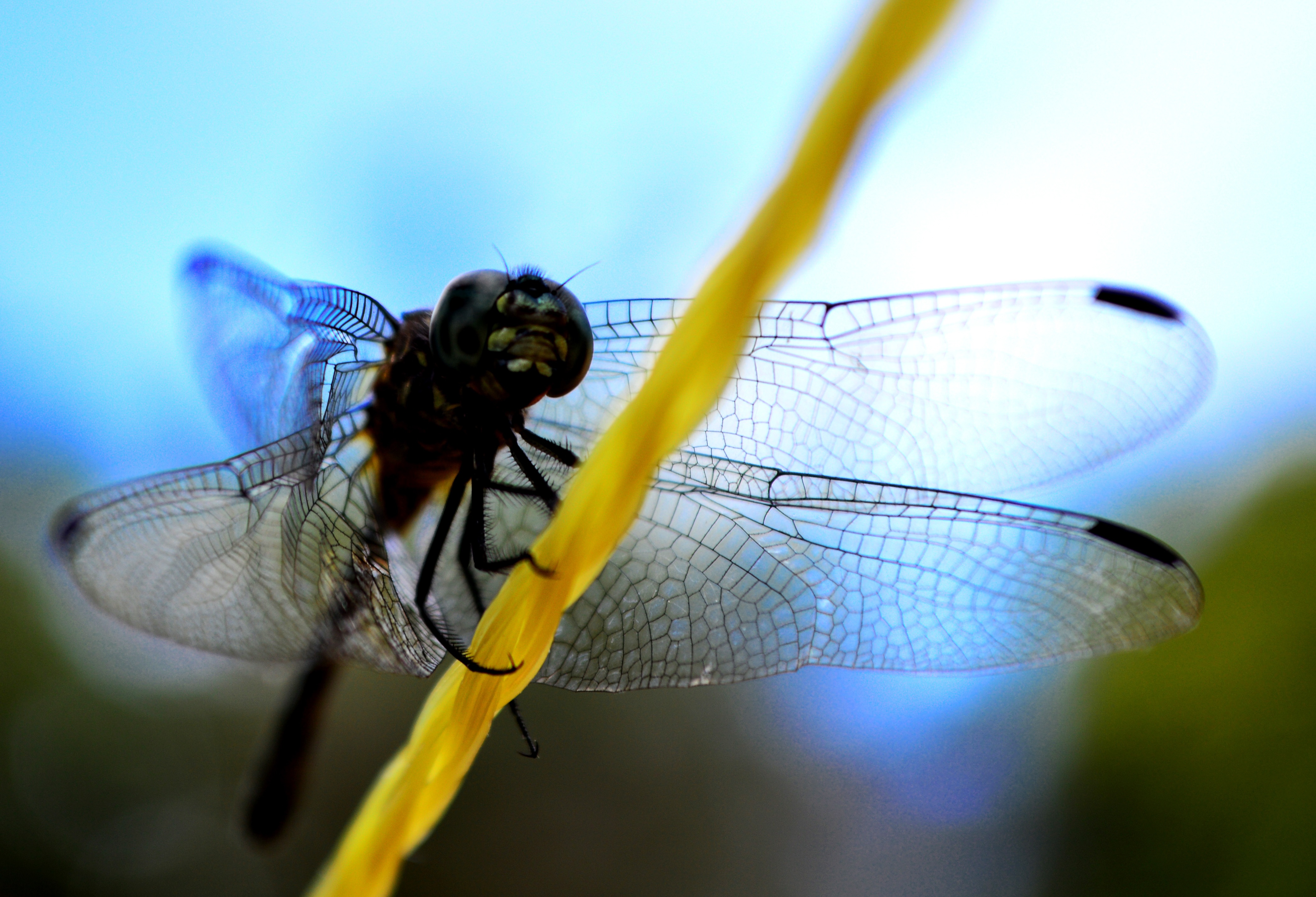 Insect Dragonfly Wing Free Image Download