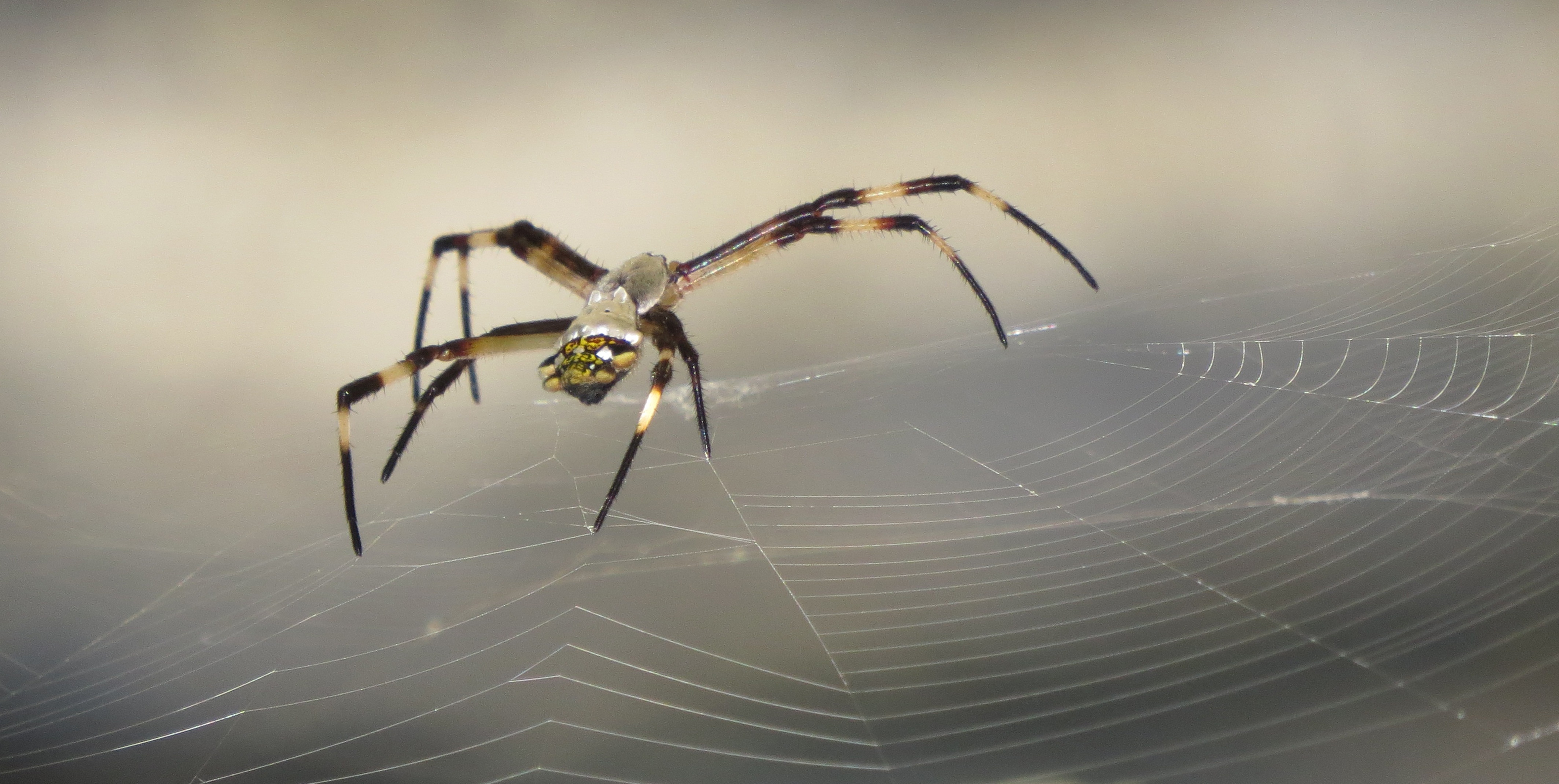Spider Insect Nature free image download