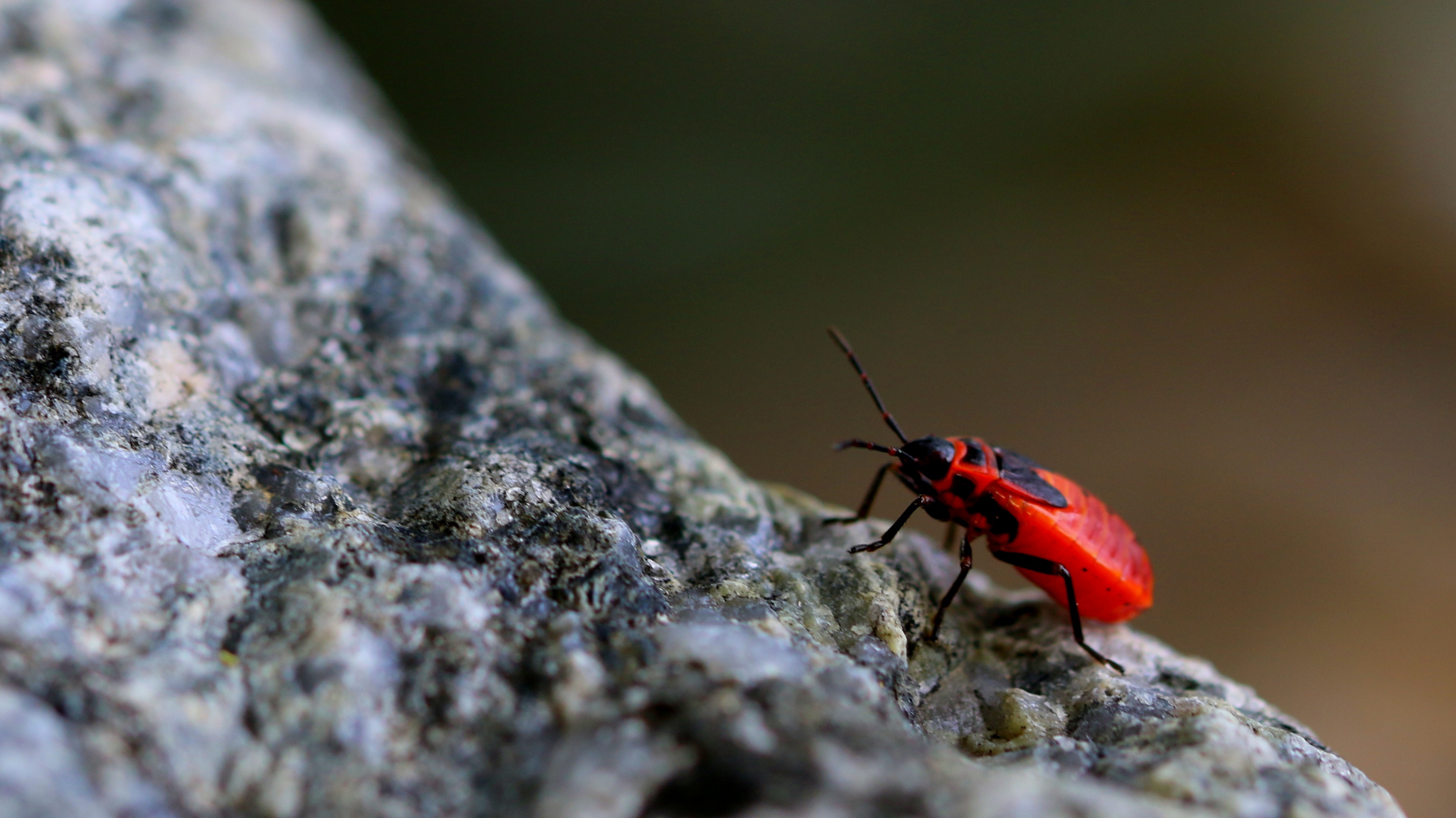 Читать красный жук. Огневка Жук красный. Красные жуки в Тайланде. Жук с красными крыльями.