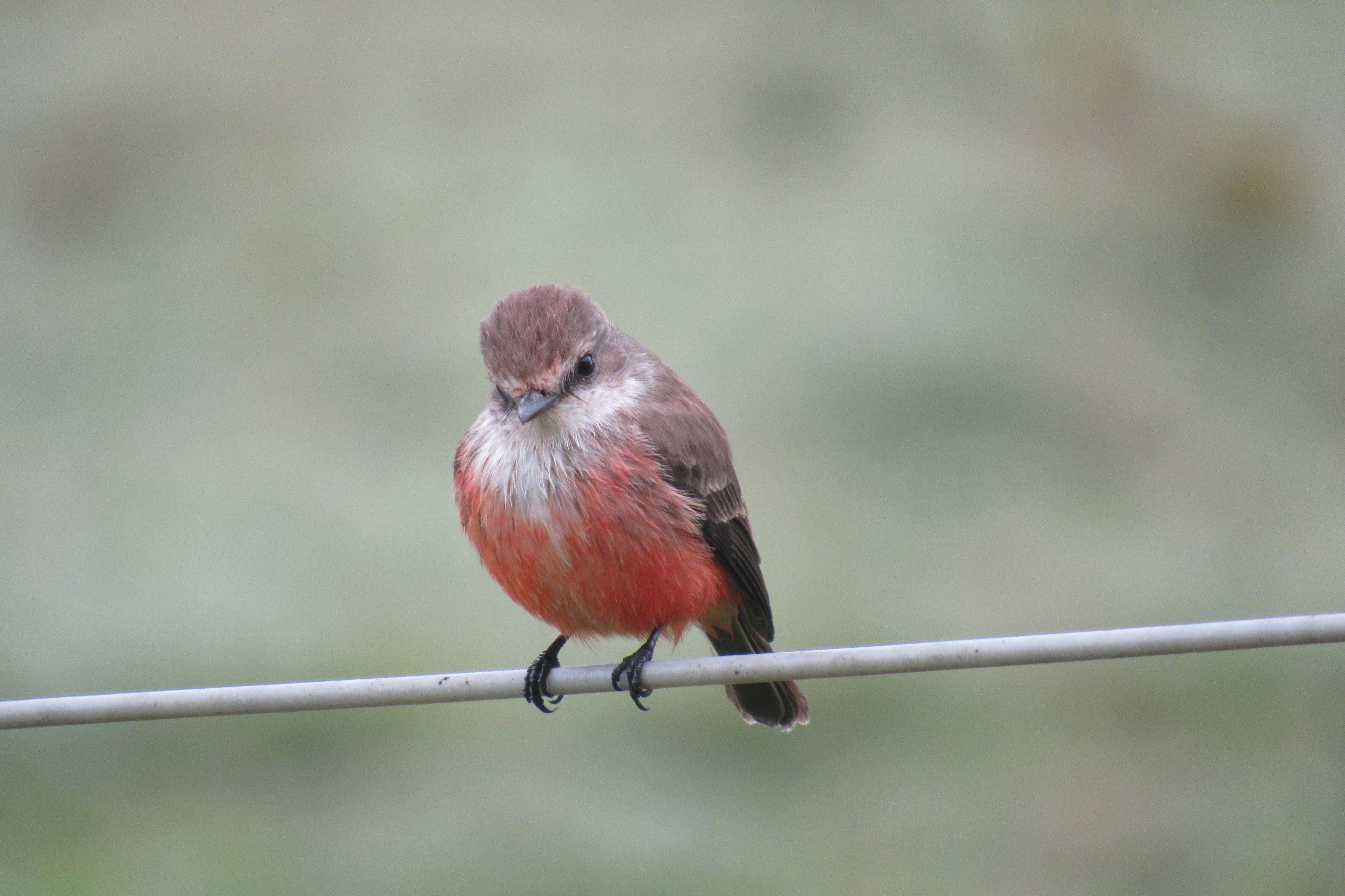 Маленькая птичка с красной грудкой похожая. Красная мухоловка птица. Малиноаогоудая петроика. Урагус щегол.