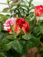 Rose Garden Red