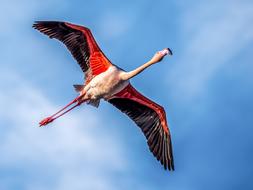 Bird Nature