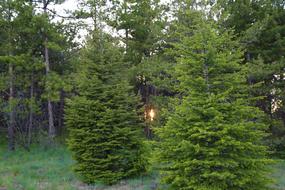 Tree Nature Pine
