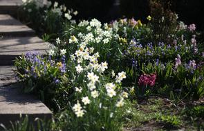 Daffodils Hyacinth Flowers