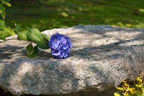 a blue flower on a stone