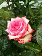Rose Garden Pink